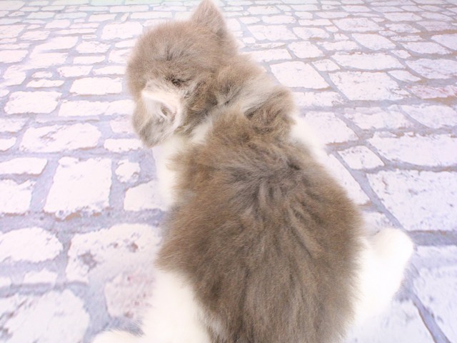 兵庫県のマンチカン (Coo&RIKU神戸三宮店/2026年5月9日生まれ/男の子/ブルータビーホワイト)の子猫の4枚目の画像