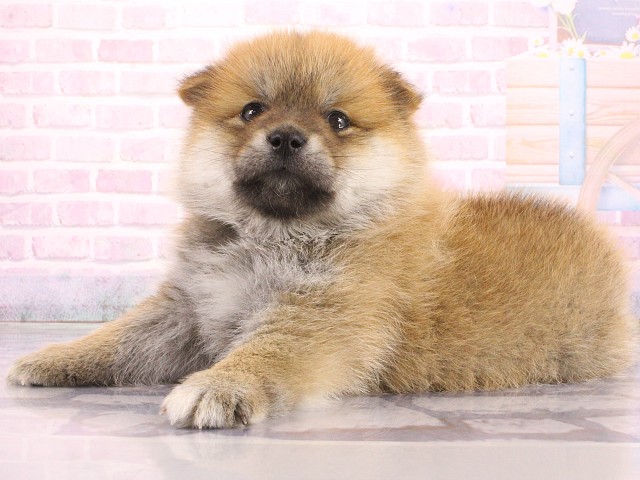 和歌山県のポメ柴/豆ポメ/ポメ豆柴(ポメラニアン×柴犬) (Coo&RIKU和歌山店/2026年5月7日生まれ/男の子/赤)の子犬の3枚目の画像