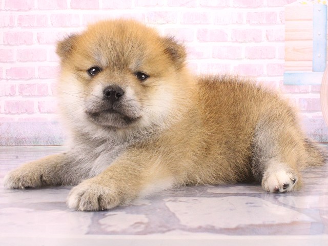 大阪府のポメ柴/豆ポメ/ポメ豆柴(ポメラニアン×柴犬) (Coo&RIKU天王寺店/2026年5月7日生まれ/男の子/赤)の子犬の3枚目の画像