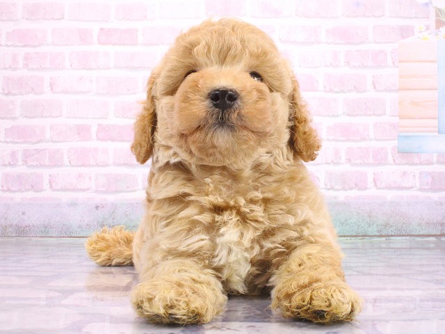 滋賀県のビションプー(ビションフリーゼ×プードル) (Coo&RIKU滋賀草津店/2026年5月3日生まれ/男の子/クリーム)の子犬の1枚目の画像
