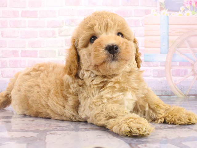 滋賀県のビションプー(ビションフリーゼ×プードル) (Coo&RIKU滋賀草津店/2026年5月3日生まれ/男の子/クリーム)の子犬の2枚目の画像