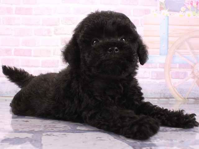大阪府のトイプードル(トイ) (Coo&RIKU天王寺店/2026年5月7日生まれ/男の子/ブラック)の子犬の2枚目の画像