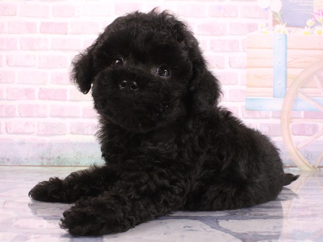 大阪府のトイプードル(トイ) (Coo&RIKU天王寺店/2026年5月7日生まれ/男の子/ブラック)の子犬の3枚目の画像