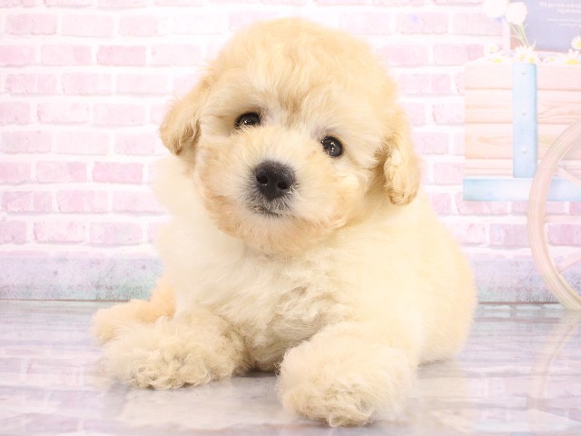 大阪府のトイプードル(トイ) (Coo&RIKU梅田店/2026年5月9日生まれ/女の子/ペールフォーン)の子犬の1枚目の画像