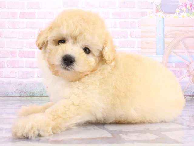 大阪府のトイプードル(トイ) (Coo&RIKU梅田店/2026年5月9日生まれ/女の子/ペールフォーン)の子犬の2枚目の画像
