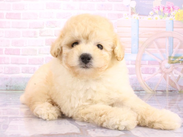 大阪府のトイプードル(トイ) (Coo&RIKU梅田店/2026年5月9日生まれ/女の子/ペールフォーン)の子犬の3枚目の画像