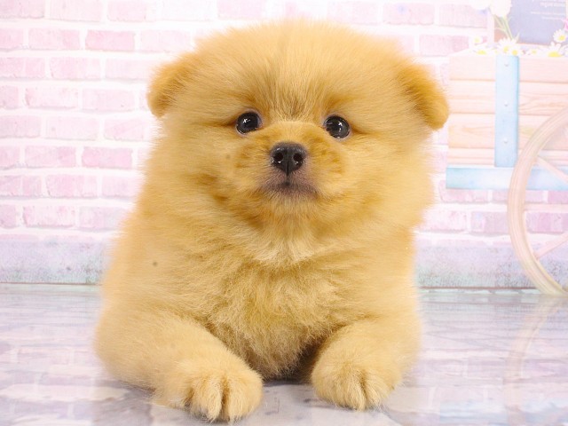 兵庫県のポメラニアン (Coo&RIKU姫路店/2026年5月8日生まれ/女の子/オレンジ)の子犬の1枚目の画像