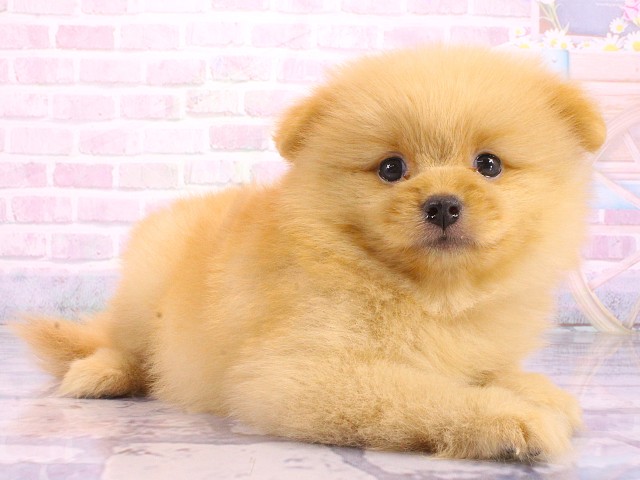 兵庫県のポメラニアン (Coo&RIKU姫路店/2026年5月8日生まれ/女の子/オレンジ)の子犬の2枚目の画像