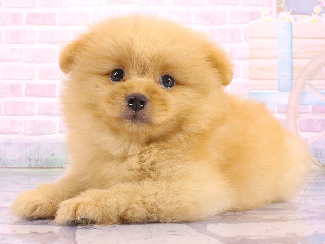 兵庫県のポメラニアン (Coo&RIKU姫路店/2026年5月8日生まれ/女の子/オレンジ)の子犬の3枚目の画像