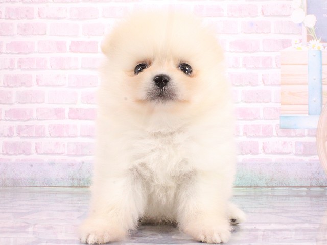大阪府のポメラニアン (Coo&RIKU天王寺店/2026年5月8日生まれ/男の子/クリーム)の子犬の1枚目の画像