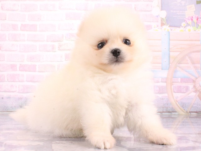 大阪府のポメラニアン (Coo&RIKU天王寺店/2026年5月8日生まれ/男の子/クリーム)の子犬の2枚目の画像