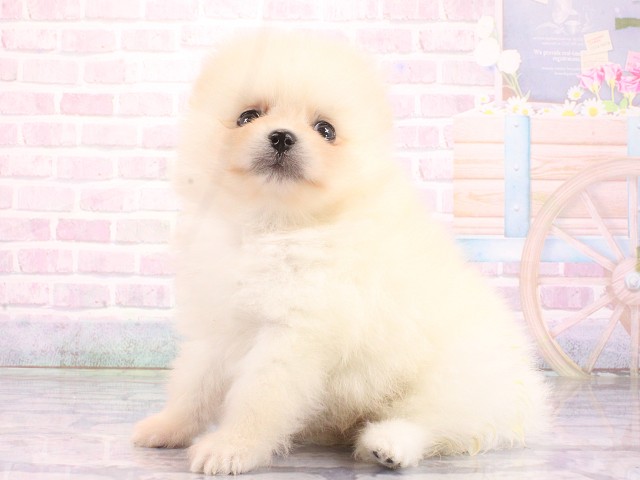大阪府のポメラニアン (Coo&RIKU天王寺店/2026年5月8日生まれ/男の子/クリーム)の子犬の3枚目の画像
