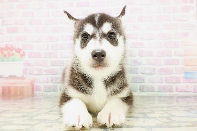 北海道のシベリアンハスキー (Coo&RIKU函館店/2026年5月10日生まれ/男の子/ブラックホワイト)の子犬の1枚目の画像