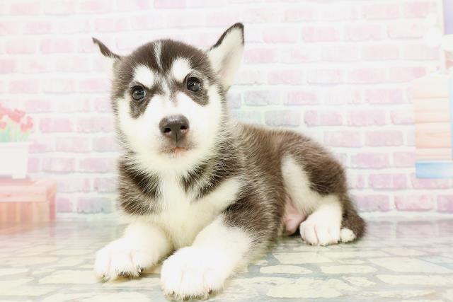 北海道のシベリアンハスキー (Coo&RIKU函館店/2026年5月10日生まれ/男の子/ブラックホワイト)の子犬の2枚目の画像