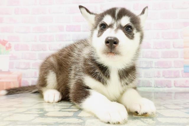 北海道のシベリアンハスキー (Coo&RIKU函館店/2026年5月10日生まれ/男の子/ブラックホワイト)の子犬の3枚目の画像