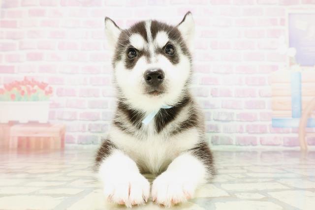 東京都のシベリアンハスキー (Coo&RIKU吉祥寺店/2026年5月10日生まれ/男の子/ブラックホワイト)の子犬の1枚目の画像