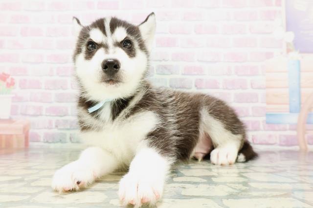 東京都のシベリアンハスキー (Coo&RIKU吉祥寺店/2026年5月10日生まれ/男の子/ブラックホワイト)の子犬の2枚目の画像