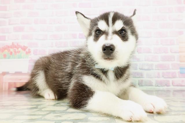 東京都のシベリアンハスキー (Coo&RIKU吉祥寺店/2026年5月10日生まれ/男の子/ブラックホワイト)の子犬の3枚目の画像