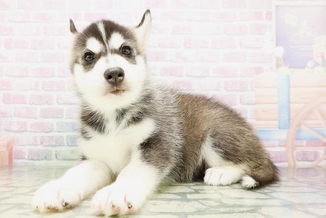 青森県のシベリアンハスキー (Coo&RIKU弘前店/2026年5月10日生まれ/男の子/ブラックホワイト)の子犬の2枚目の画像