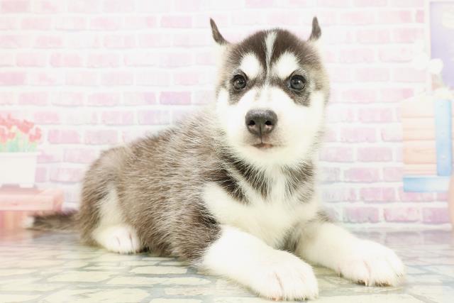 青森県のシベリアンハスキー (Coo&RIKU弘前店/2026年5月10日生まれ/男の子/ブラックホワイト)の子犬の3枚目の画像