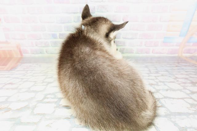 青森県のシベリアンハスキー (Coo&RIKU弘前店/2026年5月10日生まれ/男の子/ブラックホワイト)の子犬の4枚目の画像