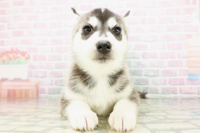 北海道のシベリアンハスキー (Coo&RIKU帯広店/2026年5月10日生まれ/女の子/ブラックホワイト)の子犬の1枚目の画像