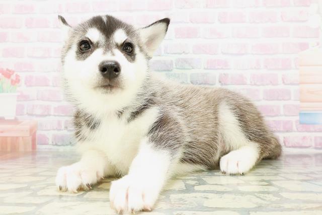 北海道のシベリアンハスキー (Coo&RIKU帯広店/2026年5月10日生まれ/女の子/ブラックホワイト)の子犬の2枚目の画像
