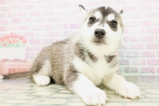 北海道のシベリアンハスキー (Coo&RIKU帯広店/2026年5月10日生まれ/女の子/ブラックホワイト)の子犬の3枚目の画像