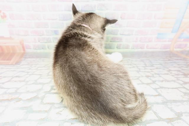 北海道のシベリアンハスキー (Coo&RIKU帯広店/2026年5月10日生まれ/女の子/ブラックホワイト)の子犬の4枚目の画像