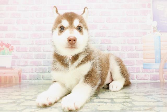 北海道のシベリアンハスキー (Coo&RIKU函館店/2026年5月10日生まれ/女の子/チョコレートホワイト)の子犬の2枚目の画像
