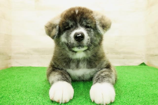 秋田犬