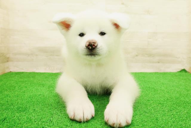 北海道の秋田犬 (Coo&RIKU帯広店/2026年5月4日生まれ/女の子/白)の子犬の1枚目の画像
