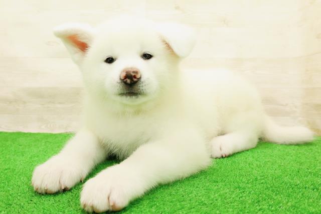 北海道の秋田犬 (Coo&RIKU帯広店/2026年5月4日生まれ/女の子/白)の子犬の2枚目の画像