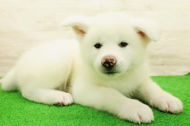 北海道の秋田犬 (Coo&RIKU帯広店/2026年5月4日生まれ/女の子/白)の子犬の3枚目の画像