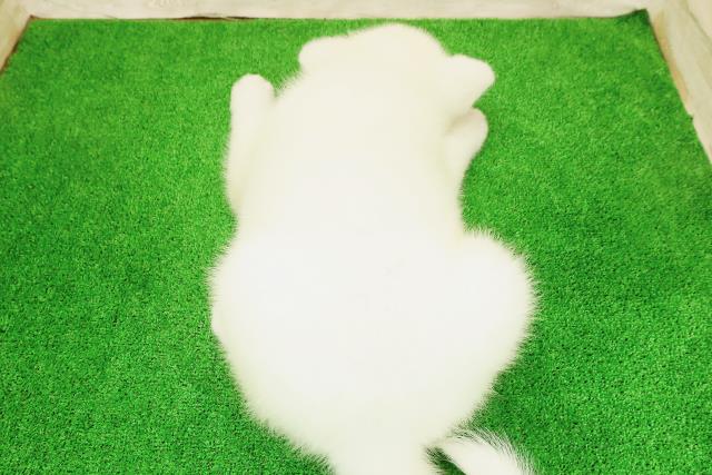 北海道の秋田犬 (Coo&RIKU帯広店/2026年5月4日生まれ/女の子/白)の子犬の4枚目の画像