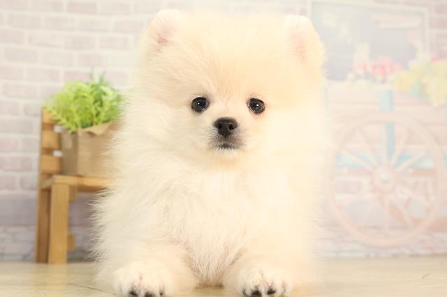 愛知県のポメラニアン (Coo&RIKU豊橋店/2026年5月9日生まれ/男の子/クリーム)の子犬