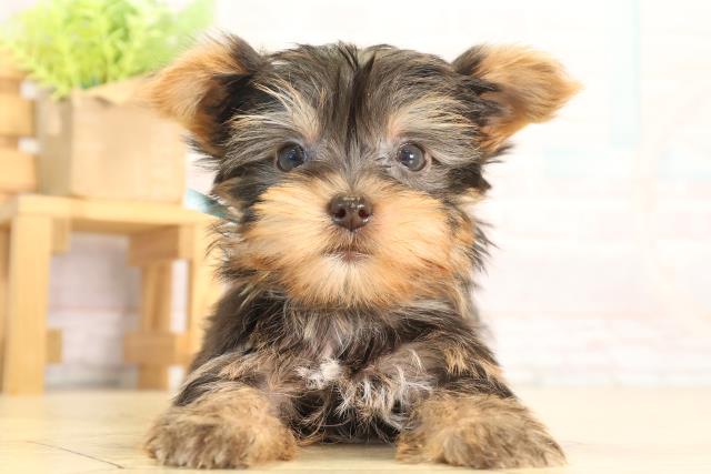 愛知県のヨークシャーテリア (Coo&RIKU半田店/2026年5月8日生まれ/男の子/スチールブルータン)の子犬の1枚目の画像