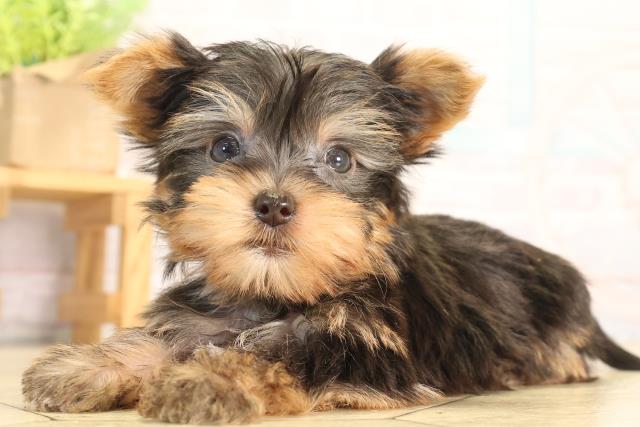 愛知県のヨークシャーテリア (Coo&RIKU半田店/2026年5月8日生まれ/男の子/スチールブルータン)の子犬の3枚目の画像