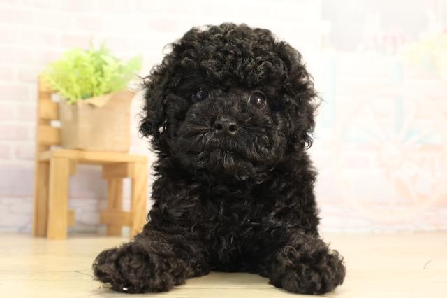 愛知県のトイプードル(トイ) (Coo&RIKU名古屋みなと店/2026年5月7日生まれ/男の子/ブラック)の子犬の1枚目の画像