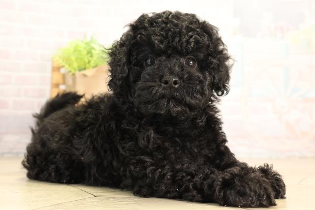 愛知県のトイプードル(トイ) (Coo&RIKU名古屋みなと店/2026年5月7日生まれ/男の子/ブラック)の子犬の2枚目の画像