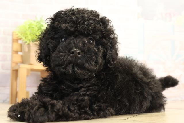 愛知県のトイプードル(トイ) (Coo&RIKU名古屋みなと店/2026年5月7日生まれ/男の子/ブラック)の子犬の3枚目の画像