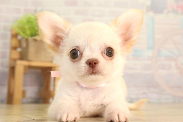 愛知県のチワワ(ロング) (Coo&RIKU名古屋滝ノ水店/2026年5月7日生まれ/女の子/クリーム)の子犬の1枚目の画像