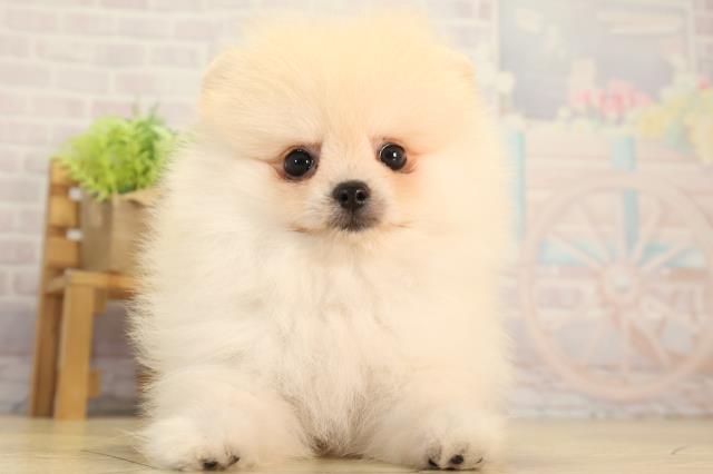 愛知県のポメラニアン (Coo&RIKU瀬港線守山店/2026年5月9日生まれ/女の子/クリーム)の子犬の1枚目の画像