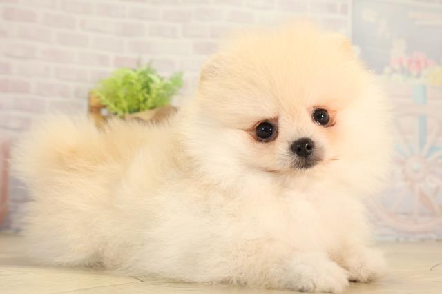 愛知県のポメラニアン (Coo&RIKU瀬港線守山店/2026年5月9日生まれ/女の子/クリーム)の子犬の2枚目の画像