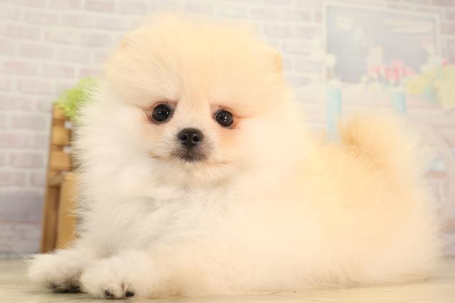 愛知県のポメラニアン (Coo&RIKU瀬港線守山店/2026年5月9日生まれ/女の子/クリーム)の子犬の3枚目の画像