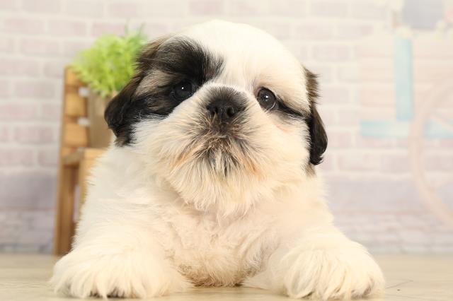 愛知県のシーズー (Coo&RIKU東海店/2026年5月10日生まれ/男の子/ゴールドホワイト)の子犬の1枚目の画像