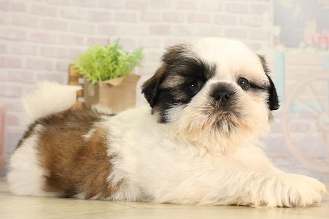 愛知県のシーズー (Coo&RIKU東海店/2026年5月10日生まれ/男の子/ゴールドホワイト)の子犬の2枚目の画像