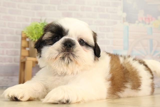 愛知県のシーズー (Coo&RIKU東海店/2026年5月10日生まれ/男の子/ゴールドホワイト)の子犬の3枚目の画像