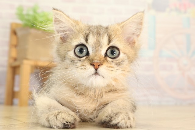 愛知県のペルシャ (Coo&RIKU豊橋店/2026年4月26日生まれ/男の子/チンチラゴールデン)の子猫
