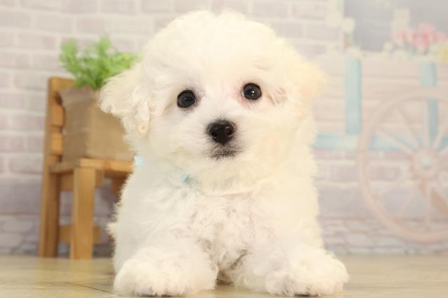 愛知県のビションフリーゼ (Coo&RIKU東海店/2026年5月5日生まれ/男の子/ホワイト)の子犬の1枚目の画像